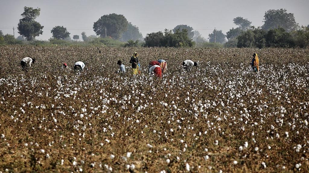 Cotton Farming