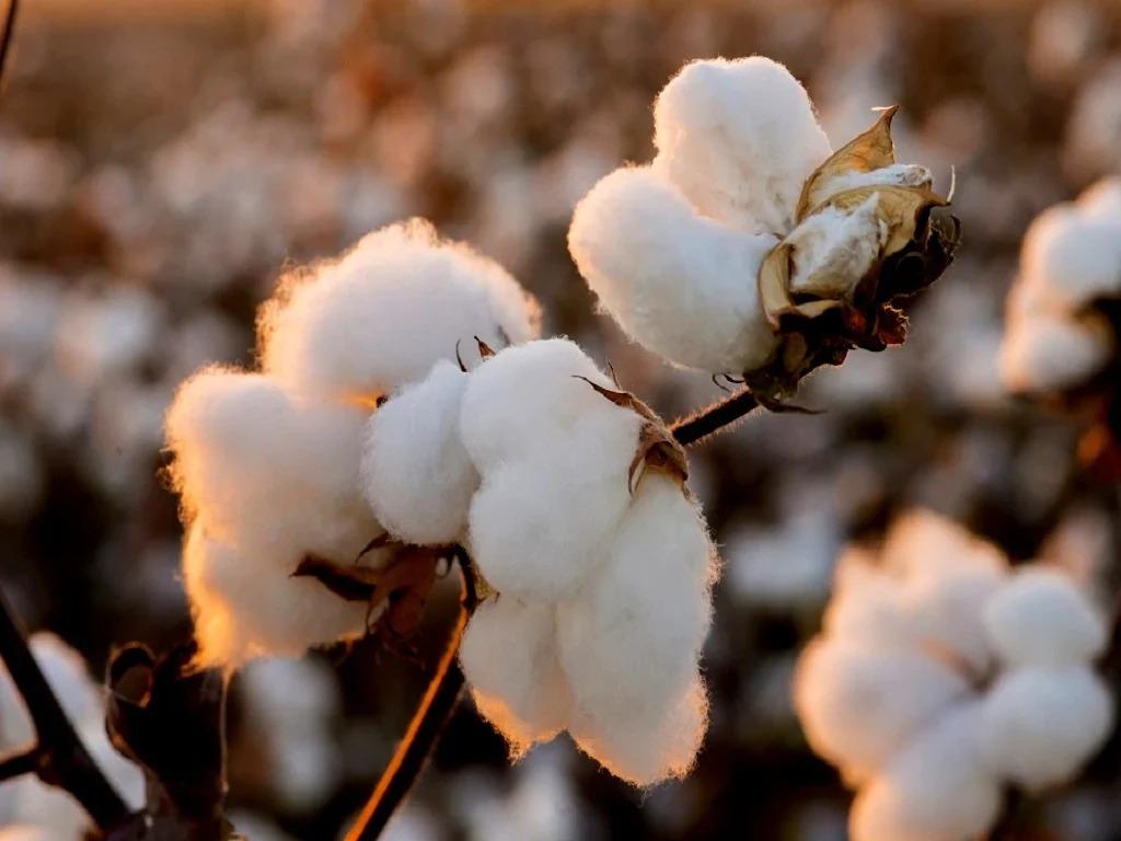 Premium Cotton Processing